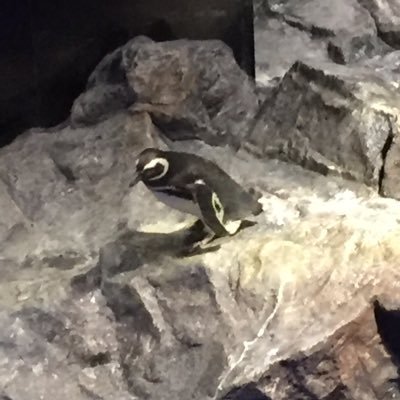 Makia1986920921's profile picture. 18↑  無言フォロー失礼します