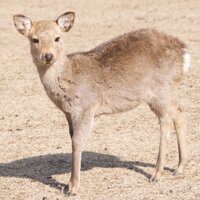 Weak Zetton (@zetton_zetton) 's Twitter Profile Photo