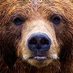 Art Loving Bear (@YourKindOfBear) Twitter profile photo