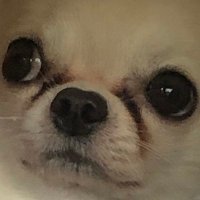 ゆる犬べに (@_benibenila) 's Twitter Profile Photo ゆる犬べに (@_benibenila) 's Twitter Profile Photo