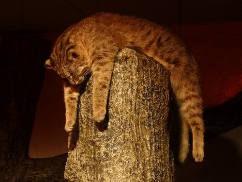 komaneko_taka's profile picture. 富士と湧水の国から東京砂漠へ。なぜか会社員やってる猫です、。きっと誰かの役には立っているはず。。