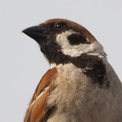 0519sparrow Profile Picture