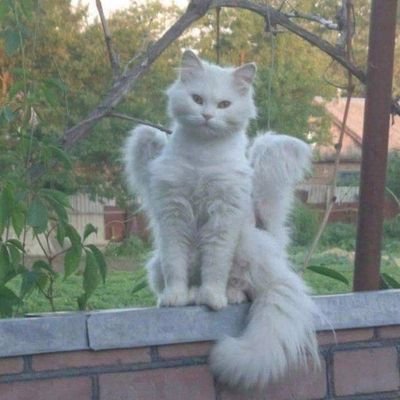 urstardustt's profile picture. 