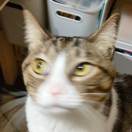 さきいかさんのプロフィール画像