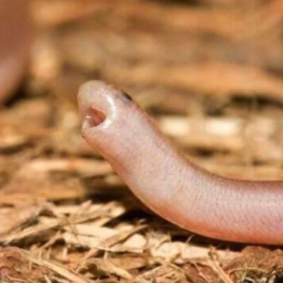 He_Screm's profile picture. 