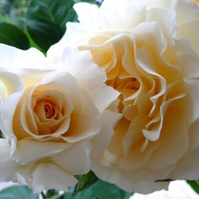 Moryrose こんばんは 今日の庭から ずっ と蕾のまま開かないけれど それでも綺麗なバラ ブルーミルフィーユの 蕾 ２つ サフィレットの蕾 ベラドンナ バラ 花