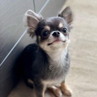 Chihuahua(@Chihuahua_tws) 's Twitter Profileg