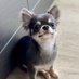 Chihuahua (@Chihuahua_tws) Twitter profile photo