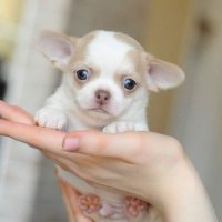 Chihuahua Lover(@Chihuahuasws) 's Twitter Profile Photo