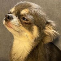 Chihuahua Lover(@chihuahua_tv_) 's Twitter Profile Photo