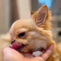 Chihuahua(@Chihuahua_tw) 's Twitter Profile Photo