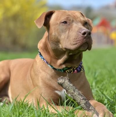 Pitbulls are a loyal and affectionate breed of dog that can make great pets for the right owner. They are known for their muscular build and protective nature,