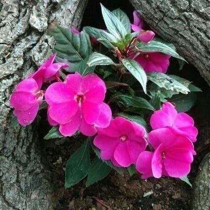 najnnat70557's profile picture. 