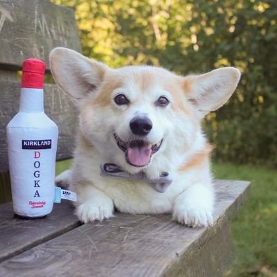 corgiws Profile Picture