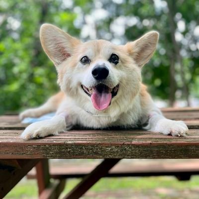 Corgi_tws Profile Picture