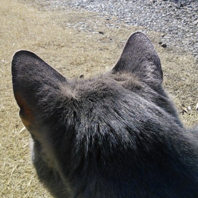 s_nagwar's profile picture. 