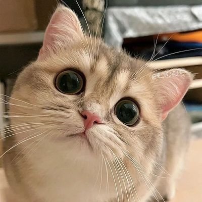 OpenX_AI's profile picture. 