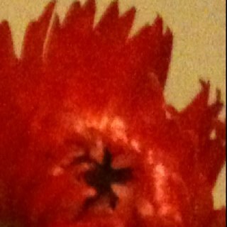 kankoniii_r's profile picture. كل انواع الورد عندي وانا بو هندي 