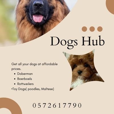 your dog plug 🐶❤️