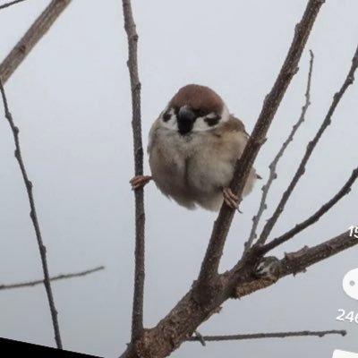 鳩のように舞い 鳩のように刺す