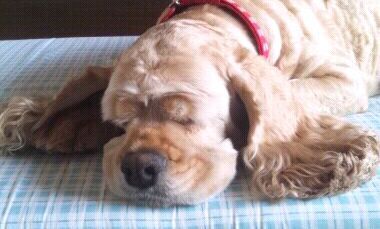 ゴリラ・ゴリラゴリラ