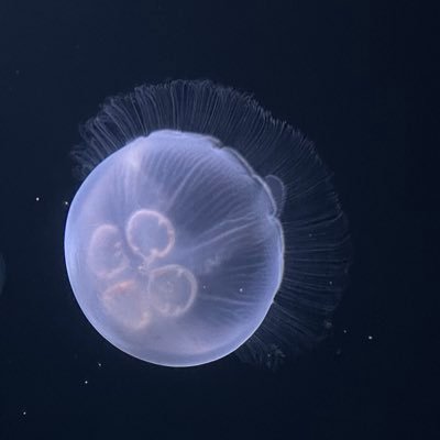 ruka2_h38's profile picture. アラサー/東京/ イチャイチャ甘々大好き、ずっとくっついてキスしていたい