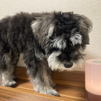 🎂2022.06.21 かわいいイヌです🐶🤍インスタもYouTubeもめちゃくちゃさぼってます📺