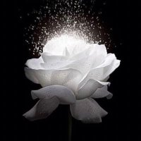 خوله (@khawlaahh2) 's Twitter Profile Photo خوله (@khawlaahh2) 's Twitter Profile Photo