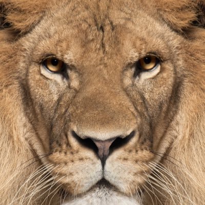 SanelePhungashe's profile picture. Football fan first then Chelsea supporter⚽⚽, I laugh 😂 😂 😂 even in serious situations