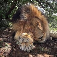 Mutapa Kingdom (@deamoney9) 's Twitter Profile Photo