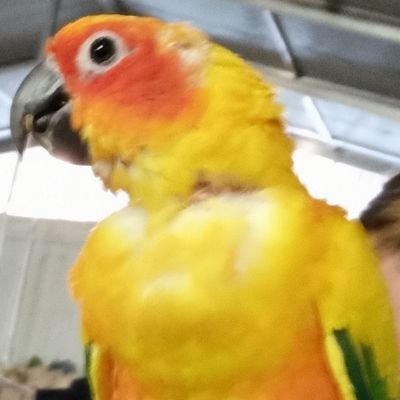 shchos112595's profile picture. 