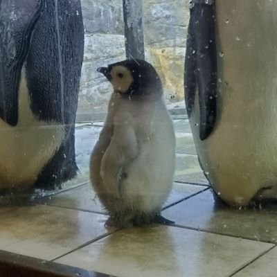 ペンギンちゃん専用 ステンドグラス ペンギンちゃん - メルカリ
