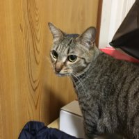 す (@sukkoruseii) 's Twitter Profile