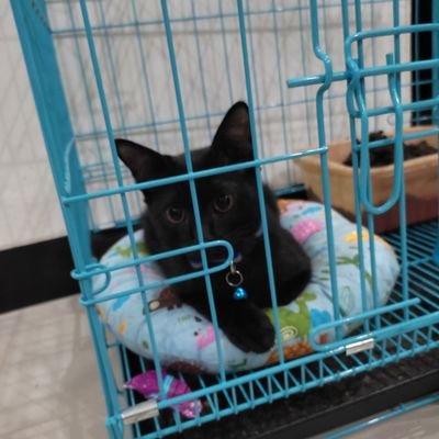 Riairdrop's profile picture. $FAN Maxi