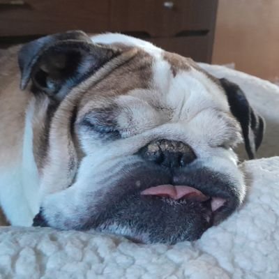 Marciaistrying's profile picture. Inhabitant of planet Earth