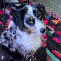 Mika (Taking a break from TW) (@mikaverse) 's Twitter Profile