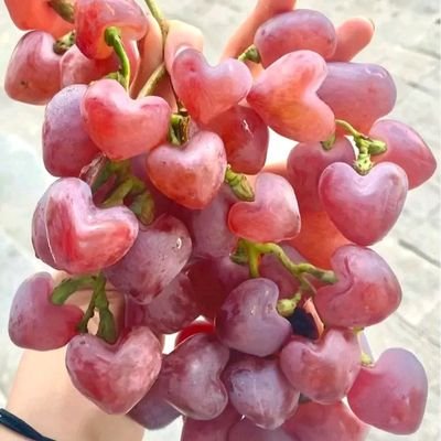 shazibul1's profile picture. 