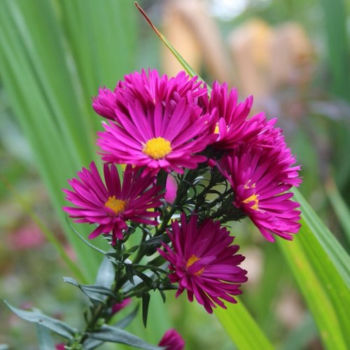 KellieSmith747's profile picture. 