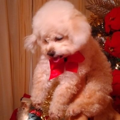 alcidesmarin's profile picture. En todo