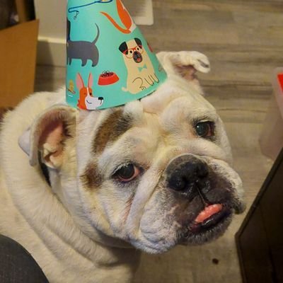Bulldog in a historical (party) hat