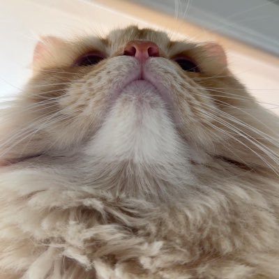 Rawan_BZ's profile picture. let it go 🧚🏻‍♀️