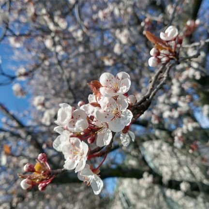 I’m Japanese and live in Canada.

闘病ブログ書いてます:https://t.co/7nFCKc9J3v