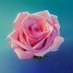 Rose Blackwell (@rosieandstars) Twitter profile photo Rose Blackwell (@rosieandstars) Twitter profile photo