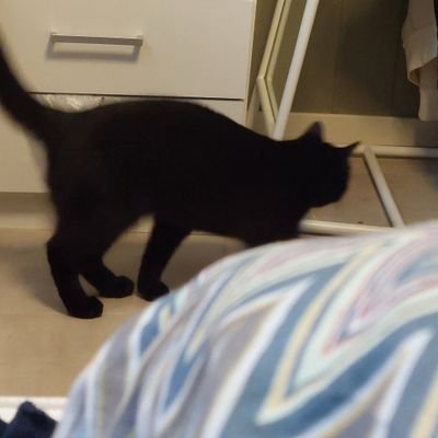 valhousha's profile picture. he/him

o-o