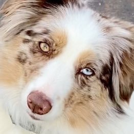 Blessed & obsessed with Mini (Aussies) American 🇺🇸 Shepherds. America 🇺🇸 first!!! God Bless all fighting it’s destruction!! WWG1WGA!!