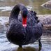 Wildlife UpClose (@wildlifeupclose) Twitter profile photo Wildlife UpClose (@wildlifeupclose) Twitter profile photo