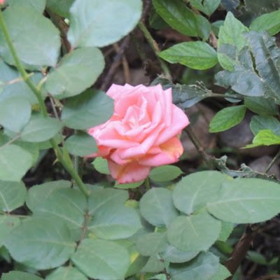 xoxorr445's profile picture. 