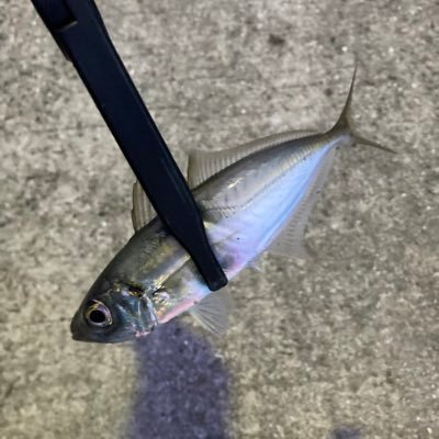 xJhvHekbWzH9oVj's profile picture. 淡路島で2022/10月アジング始めました  #アジング #淡路島