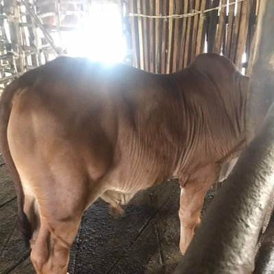 heluxng_da's profile picture. 