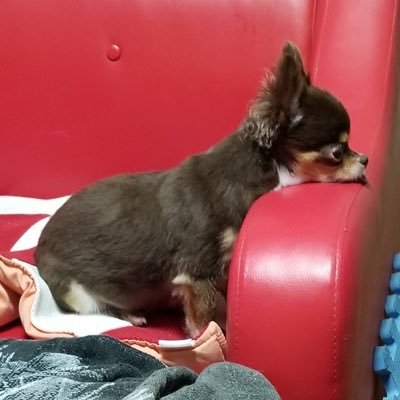 モンハンやってるぞ!誘って! ガッチガチのサポーターヒーラーだから乙りたくても乙らせない!実績は固定プロフにて!!原神は...まぁ、ぼちぼち....